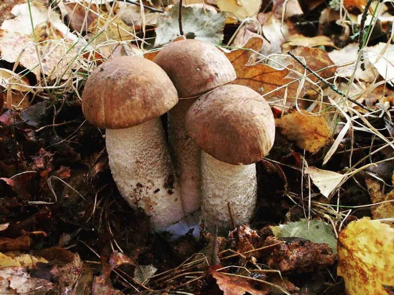 Съедобные грибы и несъедобные грибы Ленинградской области