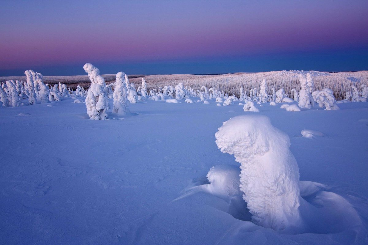 Самой зимой. Sentinels of the Arctic, Финляндия.. Деревья в Арктике. Снежные чудеса природы. Снежная Арктика.