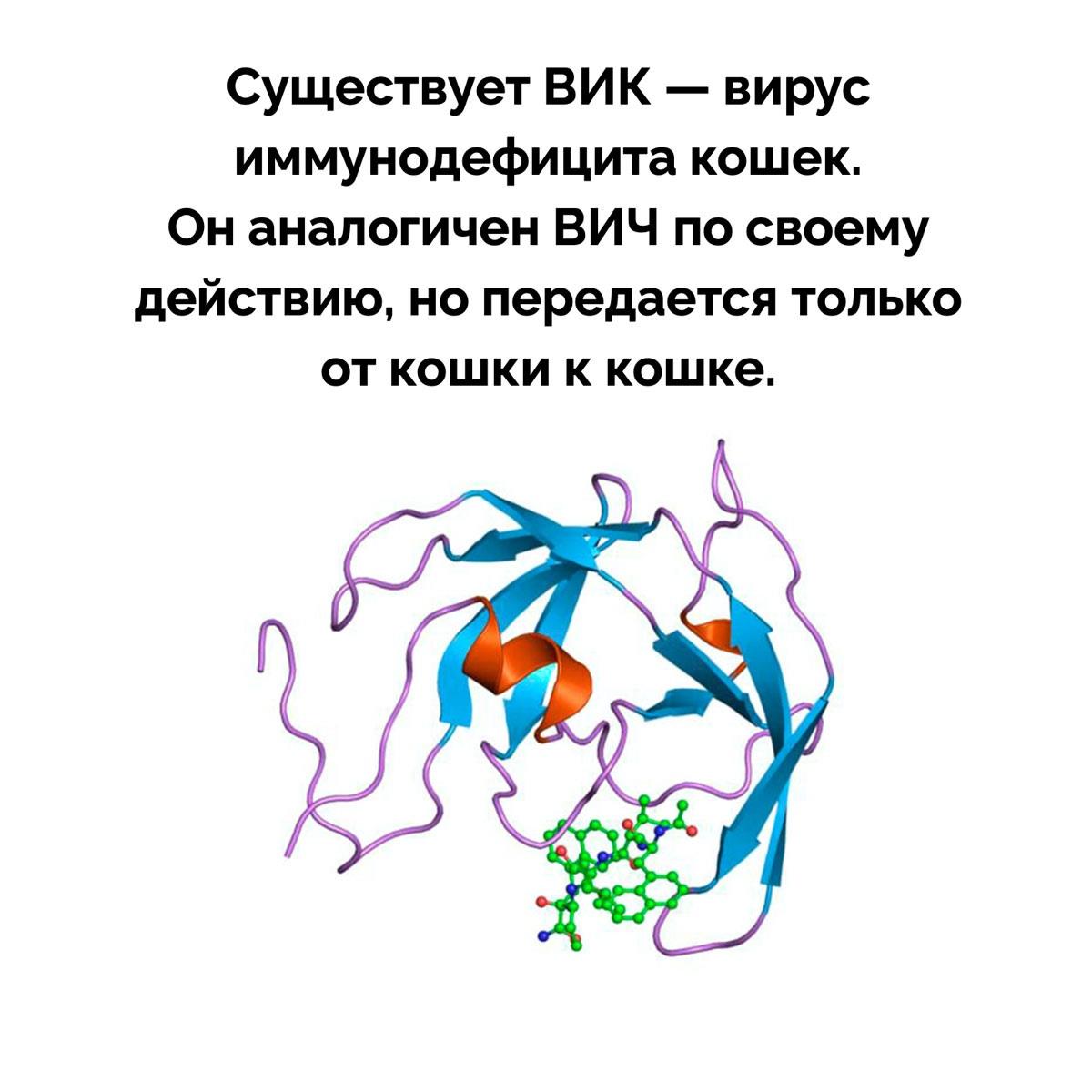 Суть вики. Геном ВИЧ. Вирус. Атисемега вирусный иммунодефицит. Вирус СПИДА.