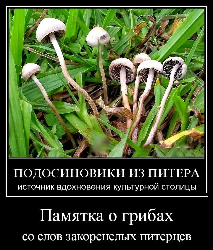 Грибы говорят. Грибы прикол. Галлюциногенные грибы прикол. Шутки про грибы. Смешные шутки про грибы.