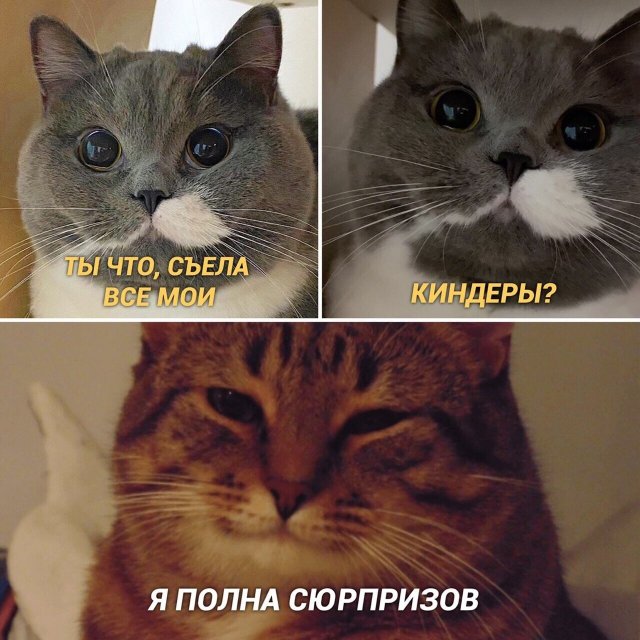 Сфинкс. Отличия пород