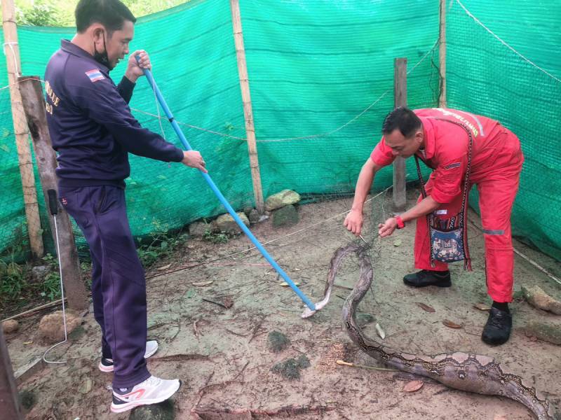 Удав фото змеи самой большой