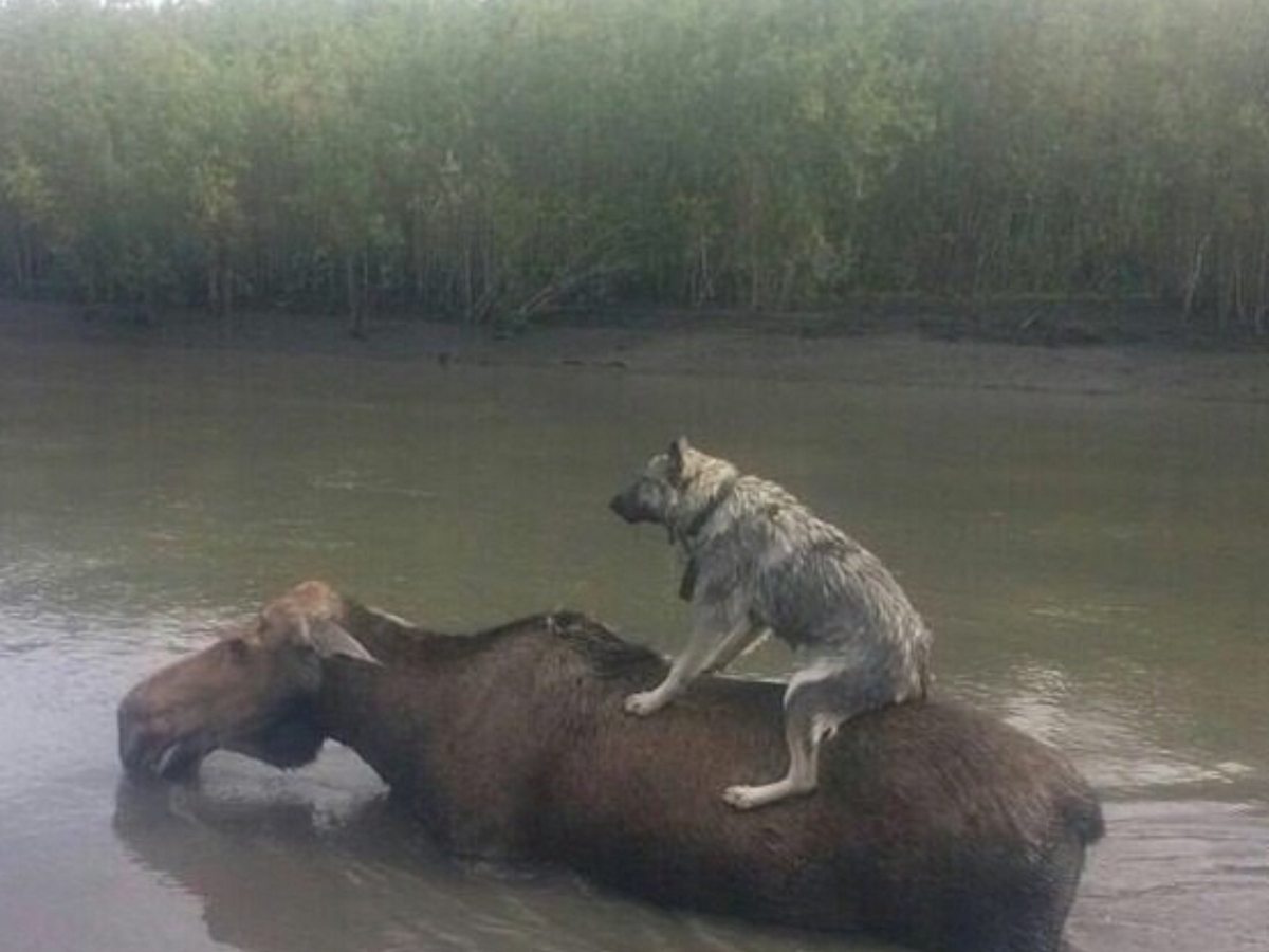 Взаимовыручка среди животных. Животные спасают друг друга. Половодье животные. Спасем животных.