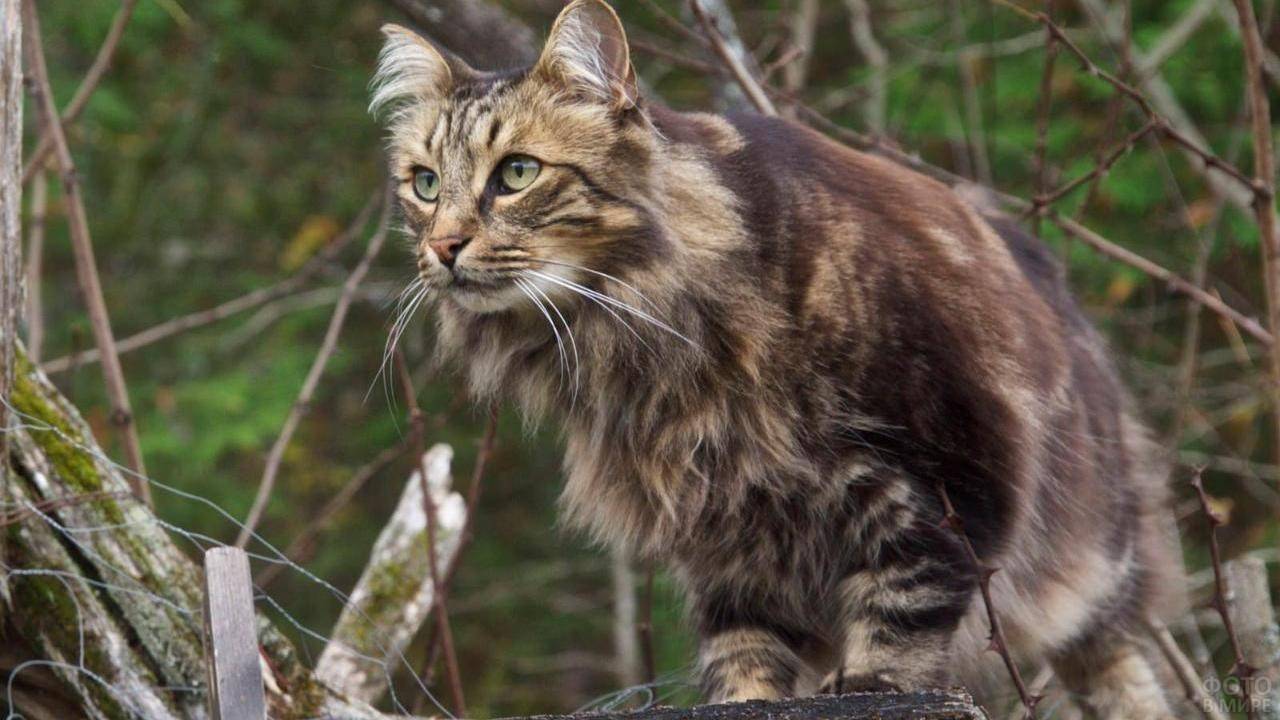 Фотографии с норвежской кошкой » Фаномания - эротика и приколы