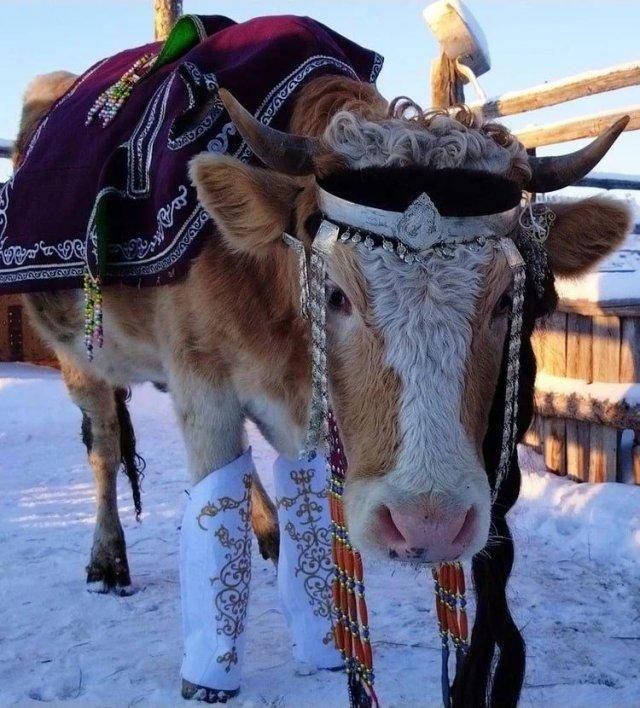 Тайны якутских девственниц