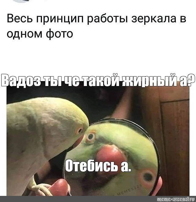 38 попугаев